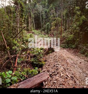 Disboscamento illegale, confine del parco nazionale di Mulu, Sarawak, Borneo, 1982 Foto Stock