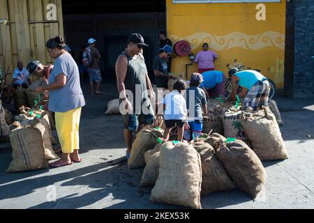 Caricamento di copra, Polinesia francese Foto Stock