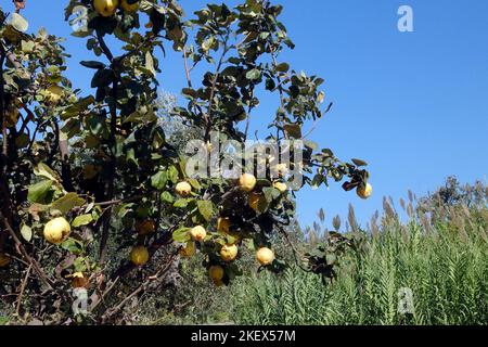 Cotogne che maturano sull'albero, Lesvos (Lesbos/Mitylene). Ottobre 2022. Autunno Foto Stock