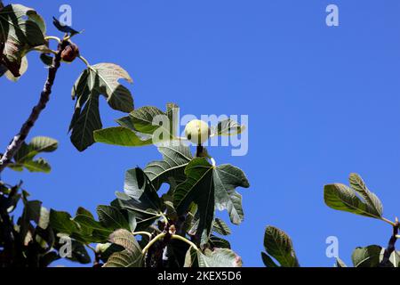 Ficus carica - Fig maturazione su un albero. Foto Stock