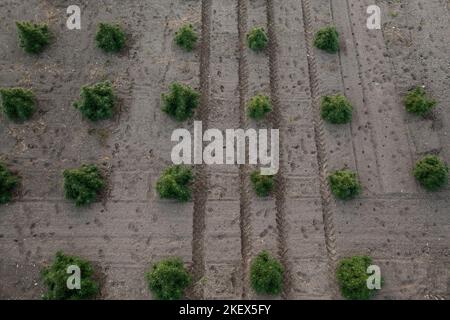 Campo di canapa CBD, steli ispessiti di piante industriali verdi, tiro aereo dall'alto verso il basso. Foto Stock