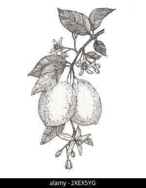 Acquerello di agrumi. Illustrazione di botanicail disegnata a mano di limone. Bianco e nero con line art isolata su sfondi bianchi. Foto Stock