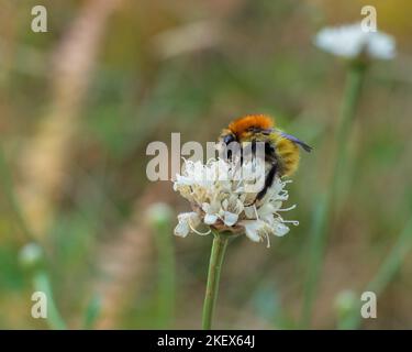 Vista in primo piano di una colorata bumblebee che fora su un fiore bianco di leucantha cefalaria in un prato in una mattinata estiva Foto Stock