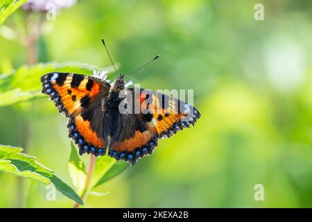 Una farfalla che vive in Estonia Foto Stock