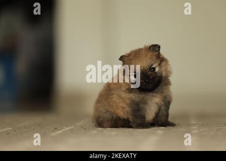 Ritratto di grave e carino cucciolo pomerano rosso di due settimane Foto Stock