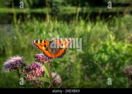 Una farfalla che vive in Estonia Foto Stock