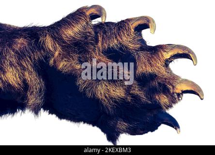 Paw di orso grande con artigli lunghi, affilati, forti Foto Stock