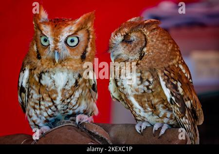 I gufi del grido orientale riposano su una mano di salvataggio della fauna selvatica durante l'annuale Festival di musica celtica e i Giochi delle Highland scozzesi a Gulfport, Mississippi. Foto Stock