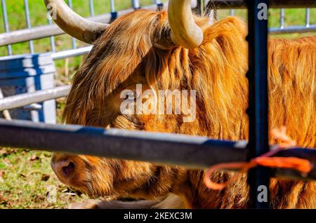 Una mucca scozzese delle Highland (Bos taurus taurus) riposa in una penna durante gli annuali Scottish Highland Games, 13 novembre 2022, a Gulfport, Mississippi. Foto Stock