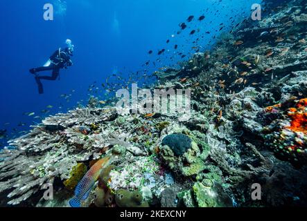 Tuffatore esplorando le barriere coralline a Komodo / Indonesia Foto Stock