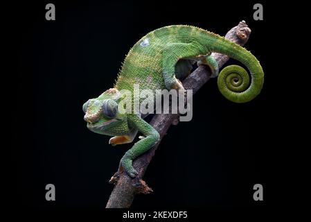 femmina fischer chameleon su un ramo di albero Foto Stock