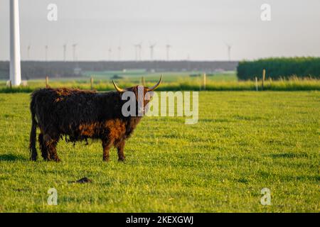 Mucche di razza Highland su sfondo mulini a vento. Allevamento e mucca breeding. Furry mucche di altopiano pascolano sul verde meadow. Mucche rosse Foto Stock