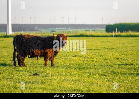 Mucche di razza Highland su sfondo mulini a vento. Allevamento e mucca breeding.Furry mucche di altopiano pascolano sul verde meadow.Scottish mucche nel pascolo in Foto Stock