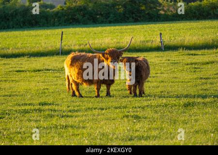 Mucche di razza Highland su sfondo mulini a vento. Allevamento e mucca breeding. Furry mucche di altopiano pascolano sul verde meadow. Mucche rosse e vitello close-up Foto Stock