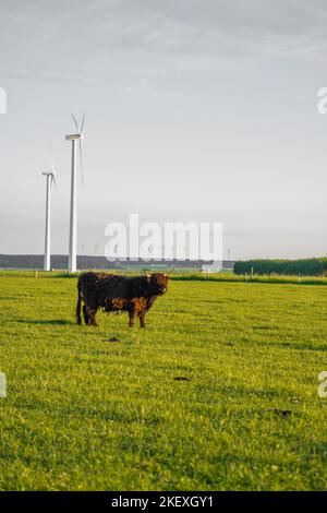 Mucche di razza Highland su sfondo mulini a vento. Le mucche di altopiano pascolano sul prato verde. Mucche scozzesi nel pascolo. Coltivazione e allevamento di mucche. Foto Stock