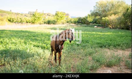 Colpo corto di capra su una fattoria Foto Stock