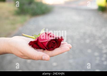 Mano di donna che tiene una rosa rossa su uno sfondo di un giardino Foto Stock