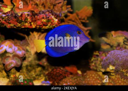Il tang viola o tang giallo - (Zebrasoma xanthurum) Foto Stock