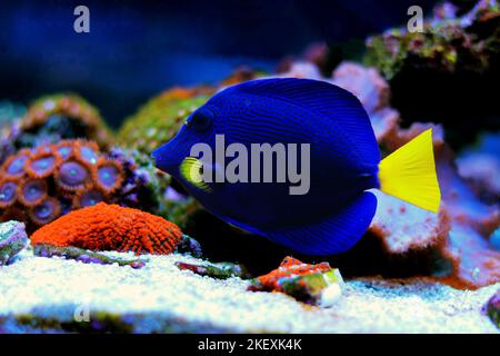 Il tang viola o tang giallo - (Zebrasoma xanthurum) Foto Stock