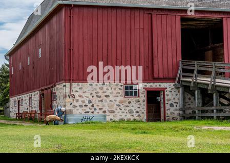 Abernethy, SK- 21 agosto 2022: Una donna in costume d'epoca che allattava una pecora al di fuori dello storico fienile di W. R. Motherwell dal 1907 nella sua casa, Lanark Pl Foto Stock