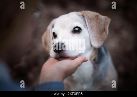 Ritratto del cane da lepre Foto Stock