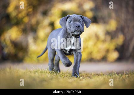 A piedi cane corso Puppy Foto Stock