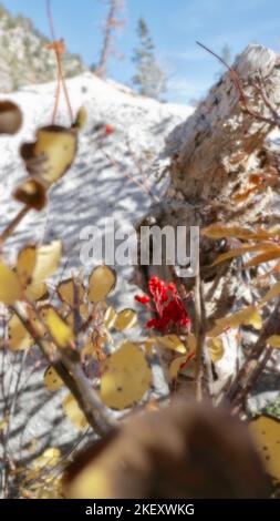 Un gruppo di bacche selvatiche nelle Highlands del backcountry dello Utah Foto Stock