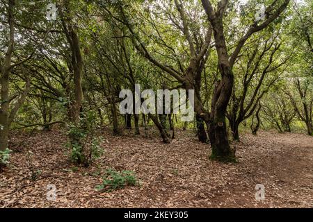 Châteaux de Lastours. Dep. Aude Occitanie. Francia Foto Stock