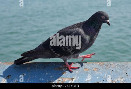 Pigeon sul molo di San Clemente, California Foto Stock