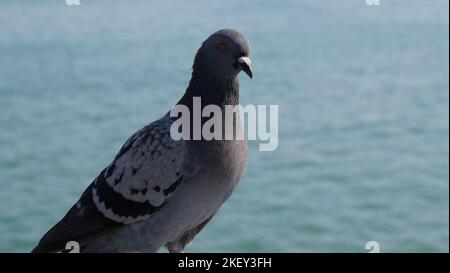 Pigeon sul molo di San Clemente, California Foto Stock