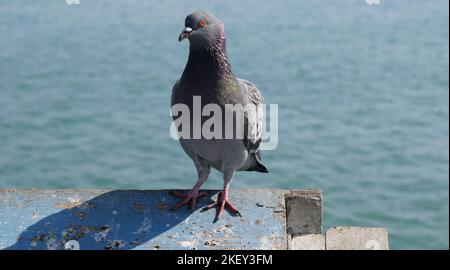 Pigeon sul molo di San Clemente, California Foto Stock