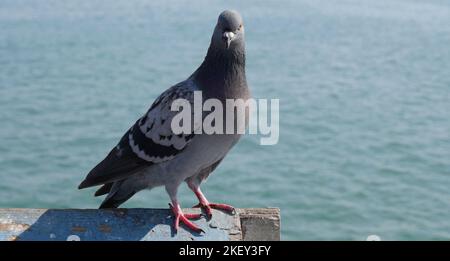 Pigeon sul molo di San Clemente, California Foto Stock