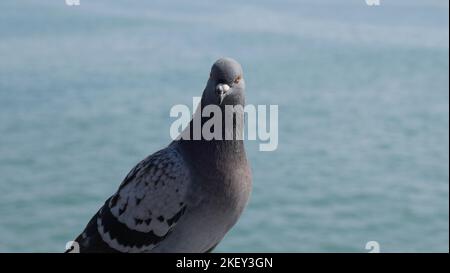 Pigeon sul molo di San Clemente, California Foto Stock