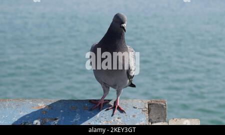 Pigeon sul molo di San Clemente, California Foto Stock