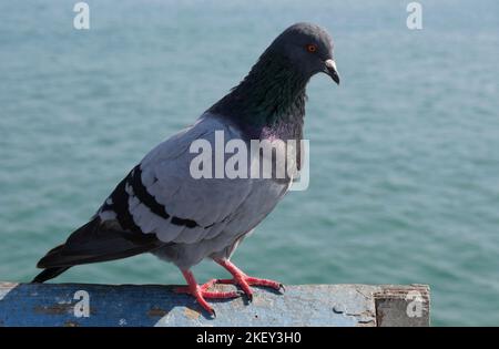 Pigeon sul molo di San Clemente, California Foto Stock