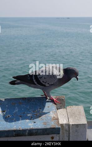 Pigeon sul molo di San Clemente, California Foto Stock