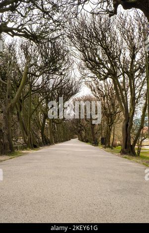 Panca vuota in legno nel parco in una giornata nuvolosa nella stagione primaverile autunnale. Parco Olivia pubblico a Gdansk Polonia. Parco cittadino con panchine paesaggio. Giardino urbano con luci di strada lungo vialetto vista prospettica su sfondo paesaggio urbano, vuoto luogo pubblico con alberi verdi unità con natura luogo tranquillo Foto Stock