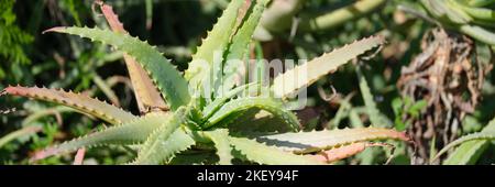 Pianta di Aloe vera che cresce in giardino primo piano sfondo Foto Stock