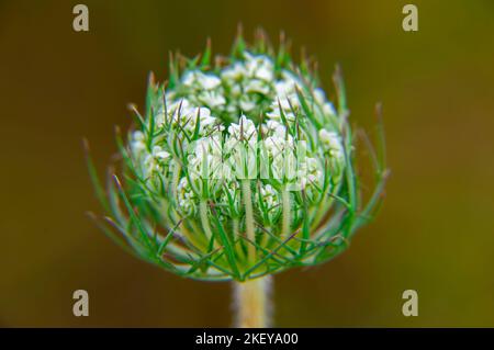 Primo piano del fiore di apertura della pianta di Heracleum. Gemma di fiori di alghe. Pianta di erbaccia. Campo Heracleum selvaggio. Vegetazione prato. Foto macro Foto Stock