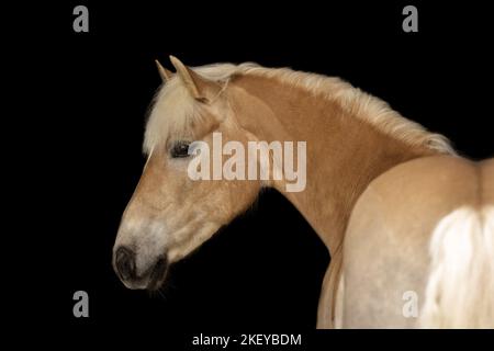 Cavallo Haflinger in studio Foto Stock