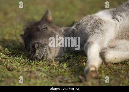 Mini Shetland Pony Foal Foto Stock