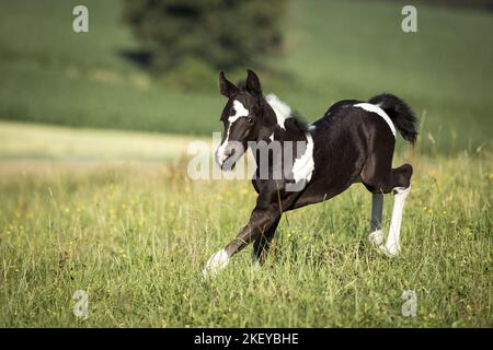 Barocco-Pinto-Trotter Foal Foto Stock