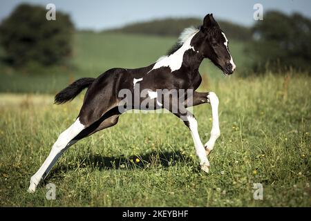 Barocco-Pinto-Trotter Foal Foto Stock