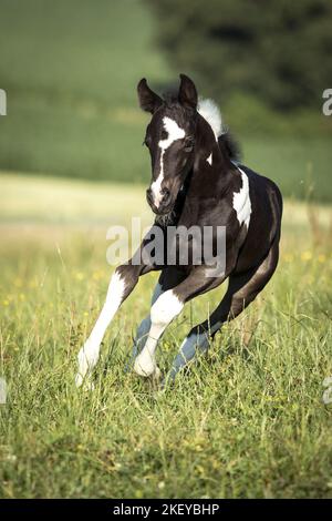 Barocco-Pinto-Trotter Foal Foto Stock