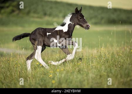 Barocco-Pinto-Trotter Foal Foto Stock