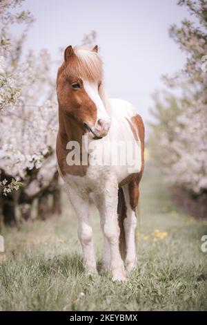 Cavallo islandese in primavera Foto Stock