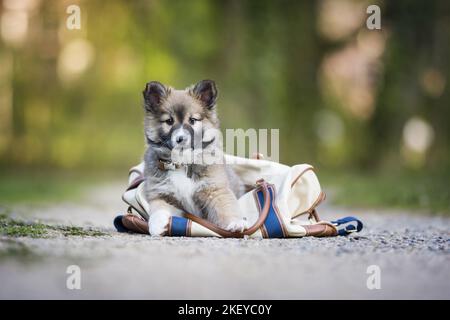 Sheepdog islandese cucciolo Foto Stock
