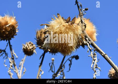 Teste di fiori soffici Foto Stock