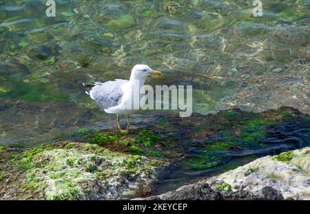 Seagull sorge sulle rocce sul lato del fiume Foto Stock