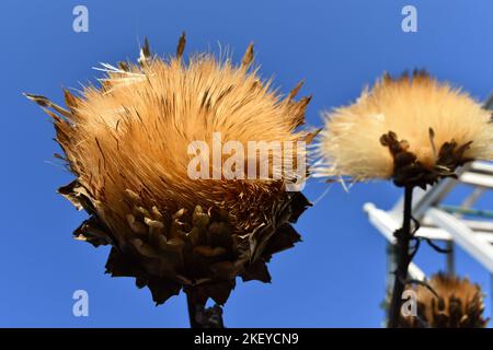 Teste di fiori soffici Foto Stock